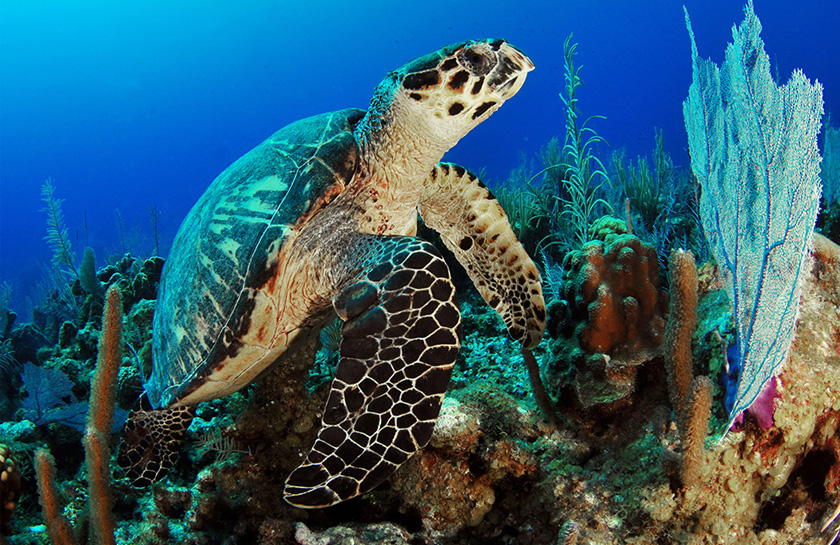 Carribean cruise schildpad Aruba