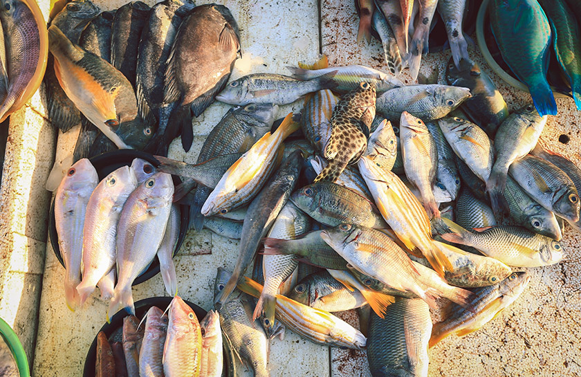 Zuidelijke Jimbaran strand vis