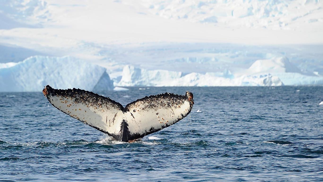 Naar Antarctica met de Hurtigruten!