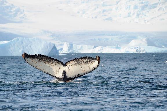 Naar Antarctica met de Hurtigruten!