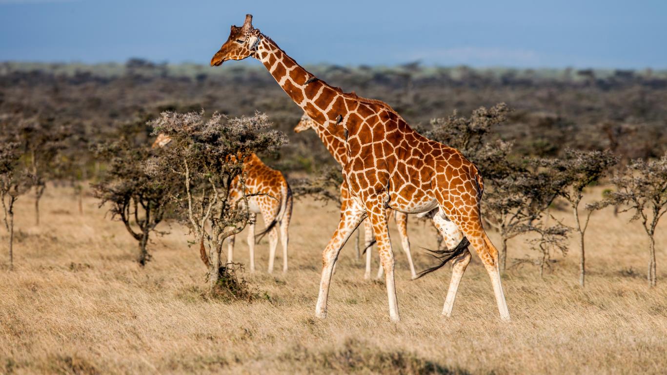 Giraffe in Senegal